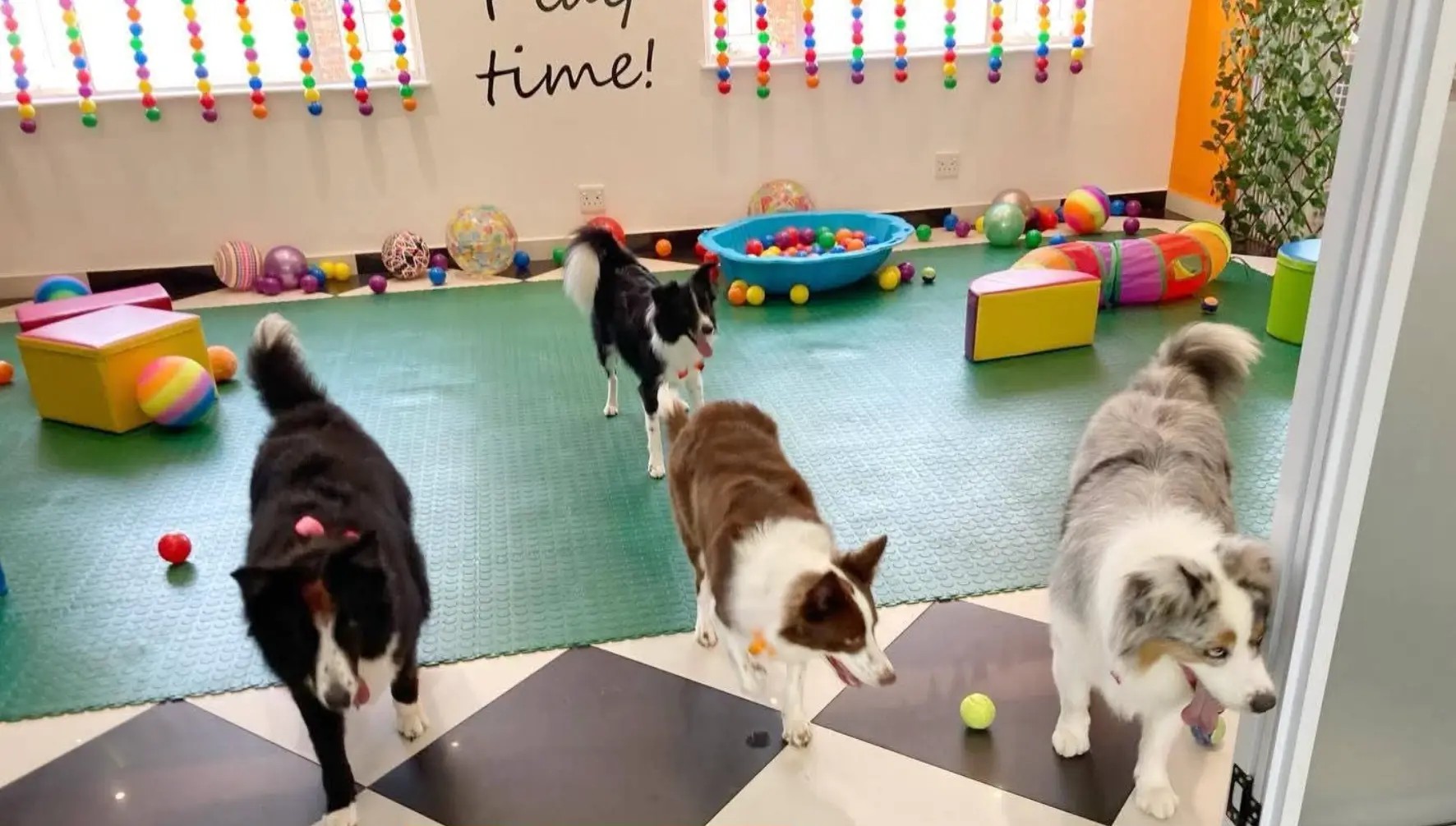 Border collies playing in the indoor play room with balls and toys