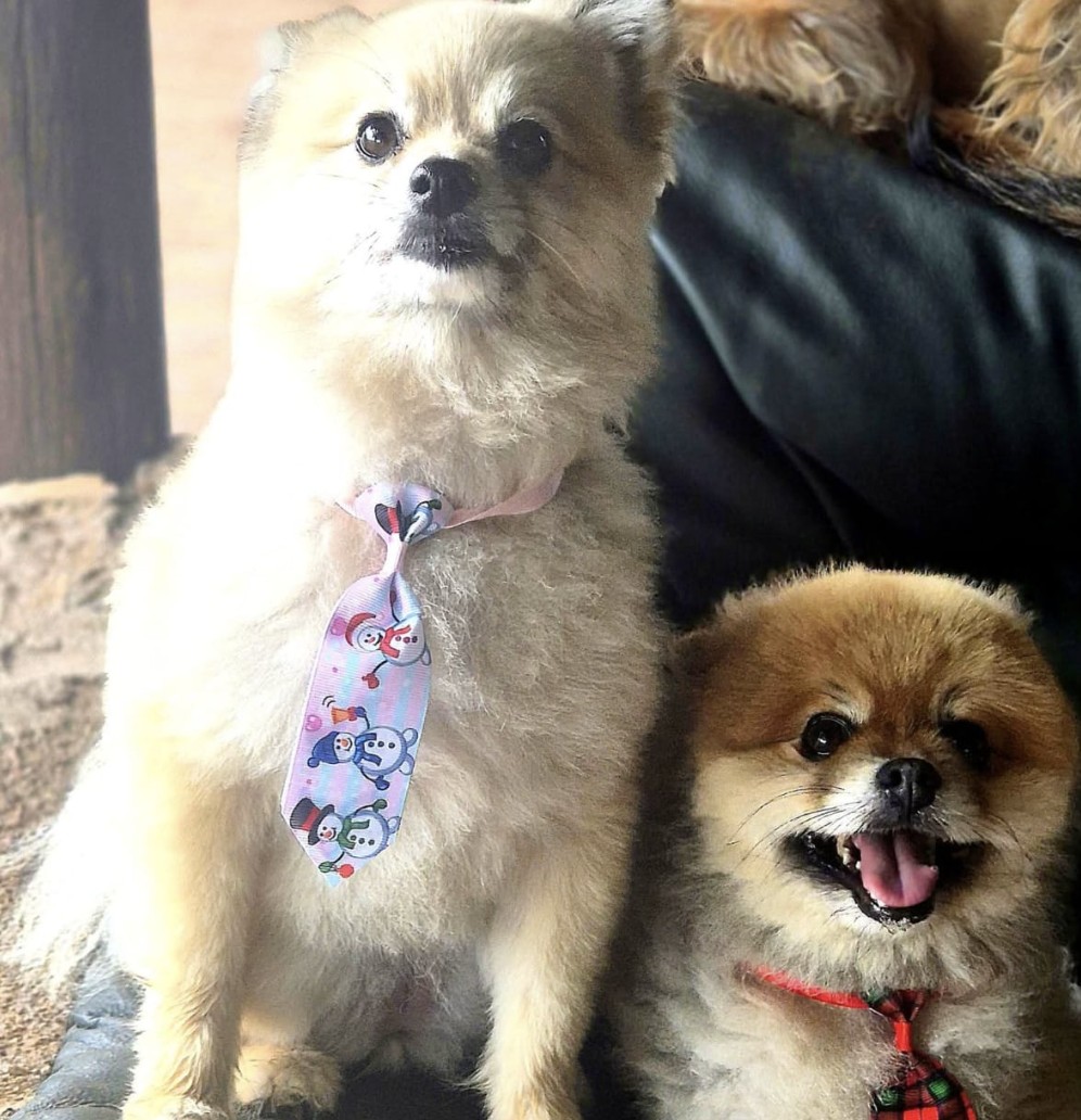 Two small fluffy dogs wearing ties, relaxing indoors at Bark Farm