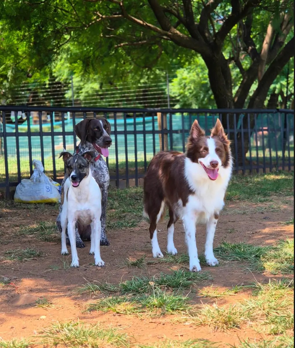 Three dogs standing in the shade of a tree inside the fenced play area